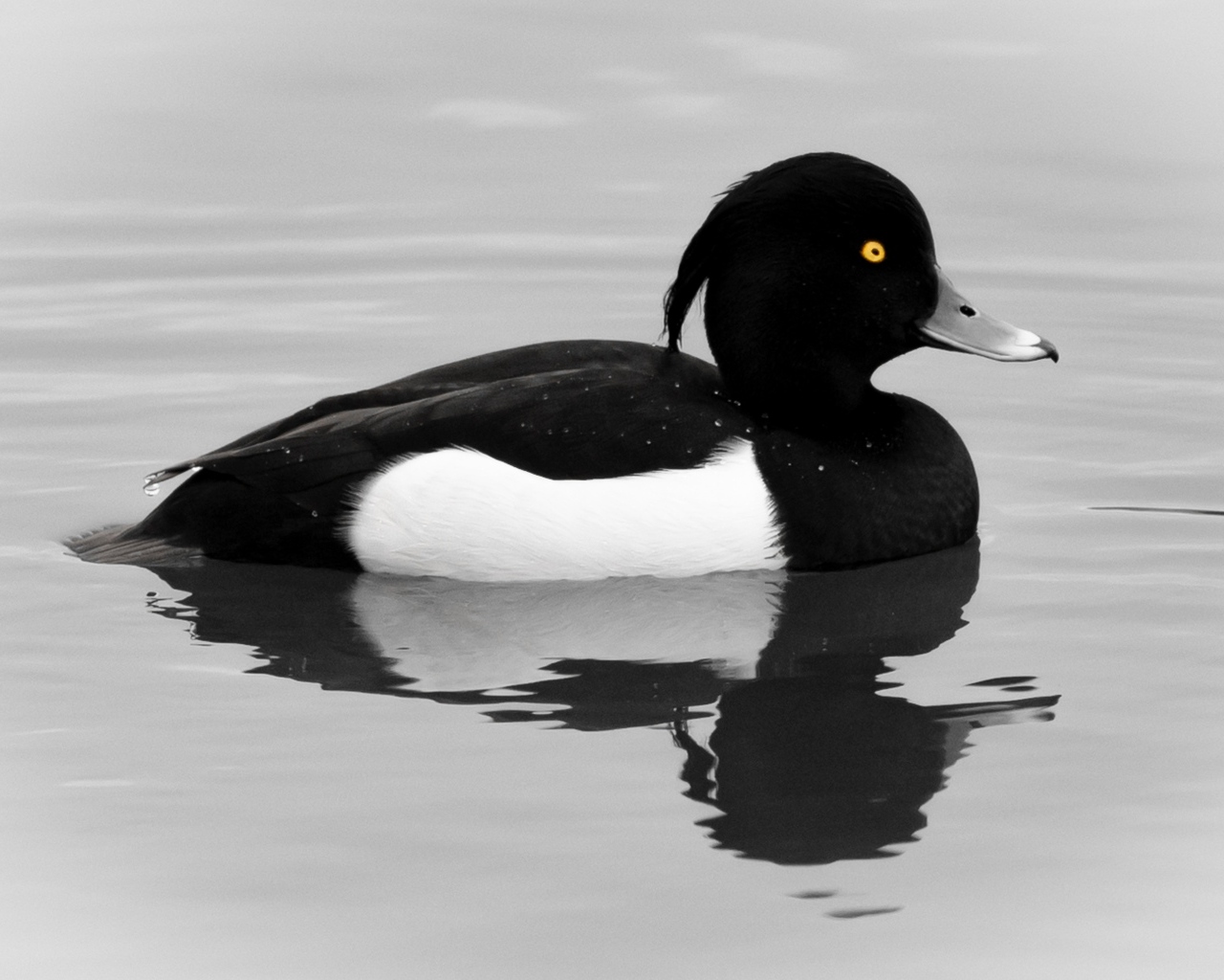 Хохлатая утка плавает в воде