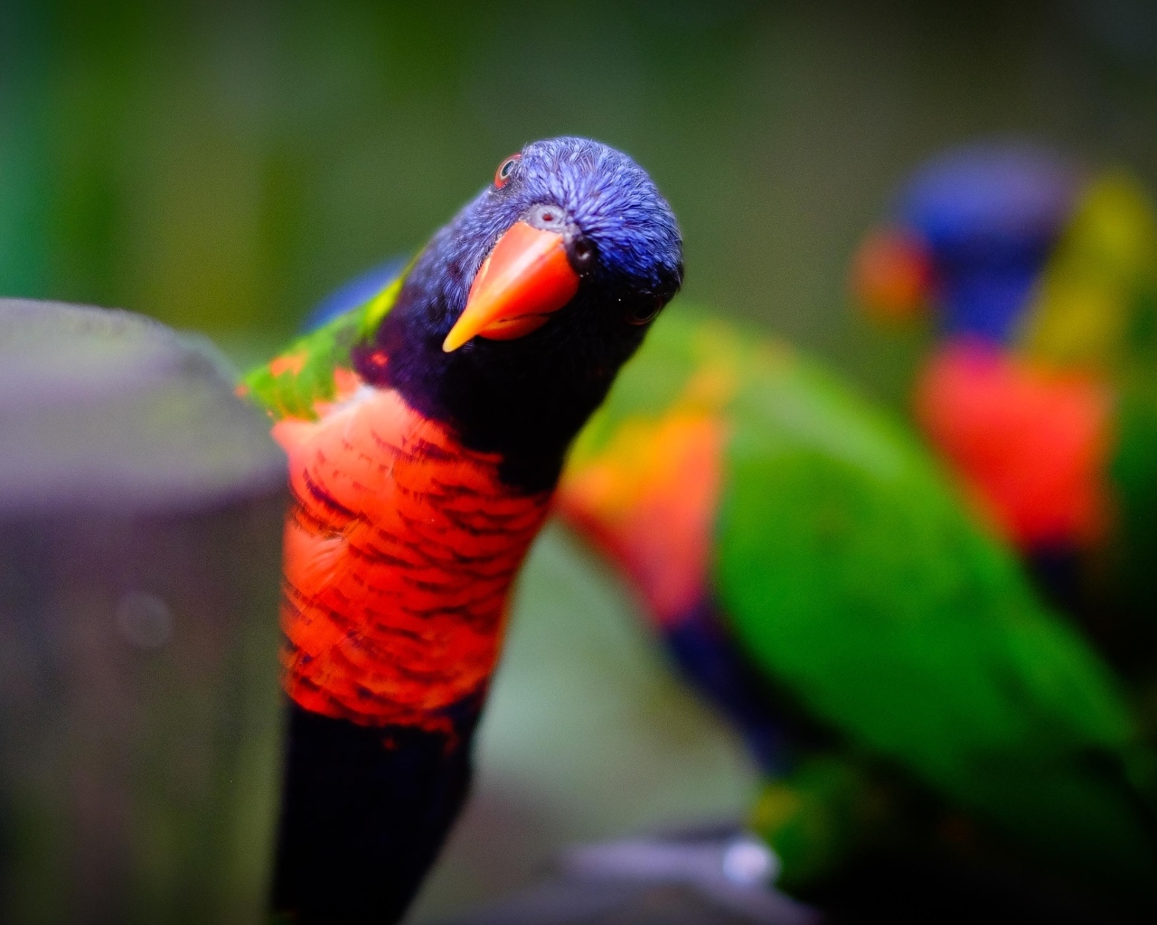 Любопытный синеголовый попугай