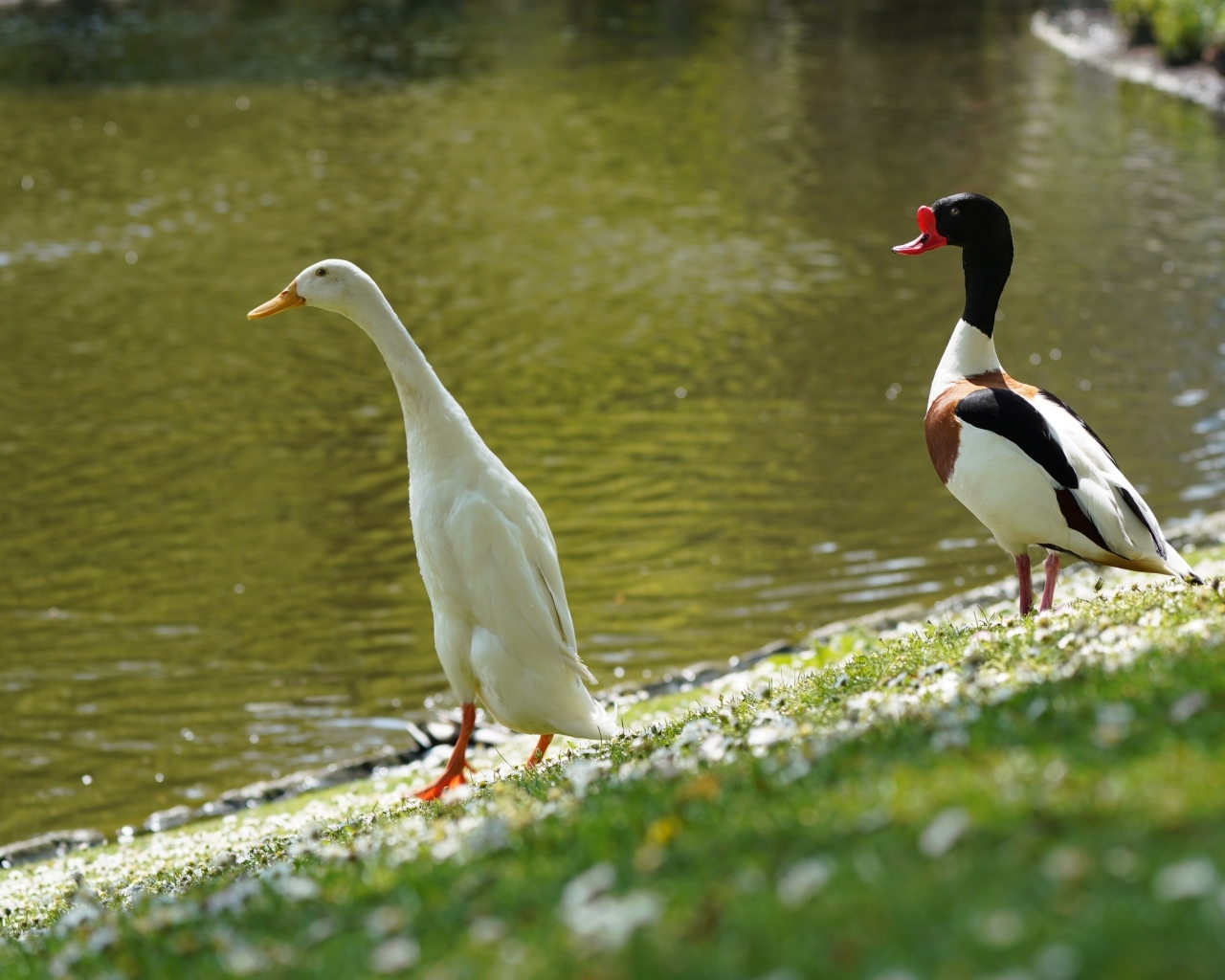 Утка и гусь у воды