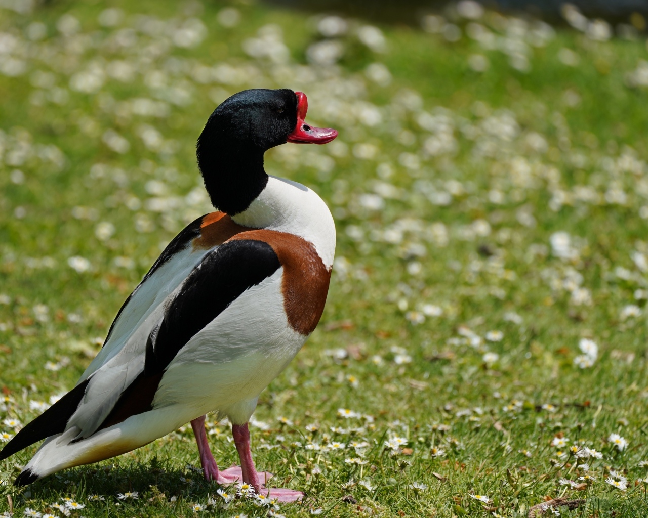 Утка стоит на зеленой траве