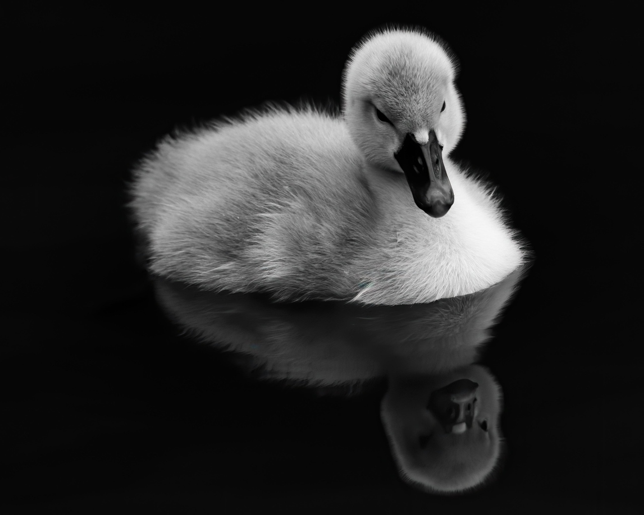 Утенок плавает в воде на черном фоне