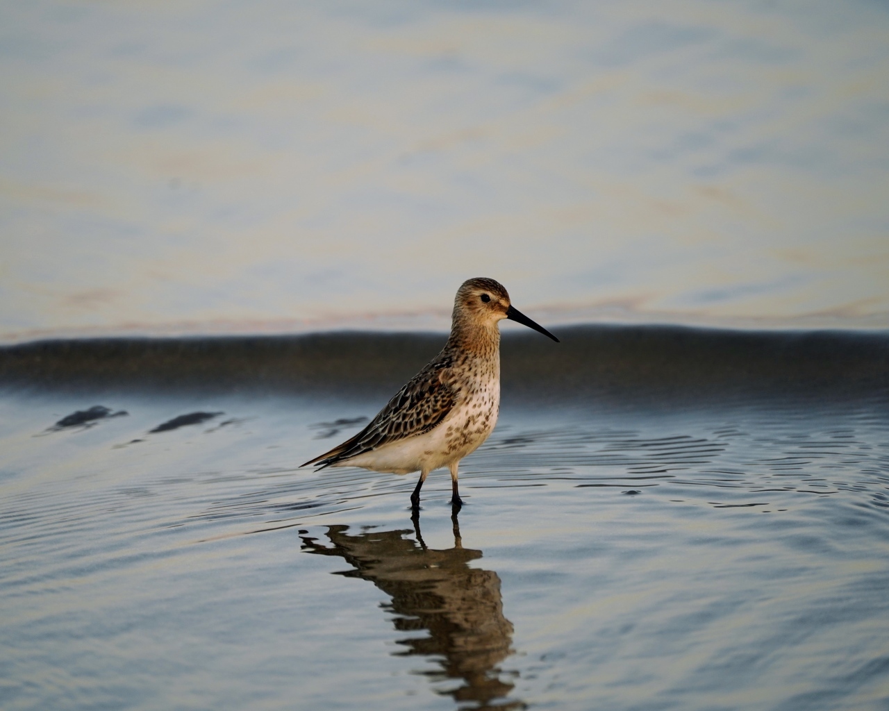 Птица чернозобик в воде