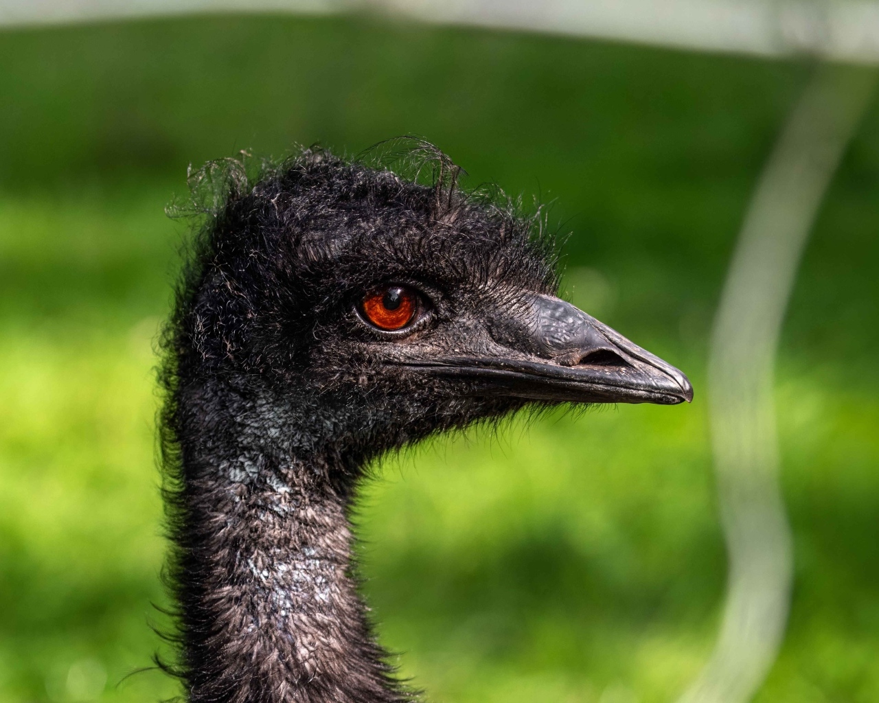 Голова страуса эму крупным планом
