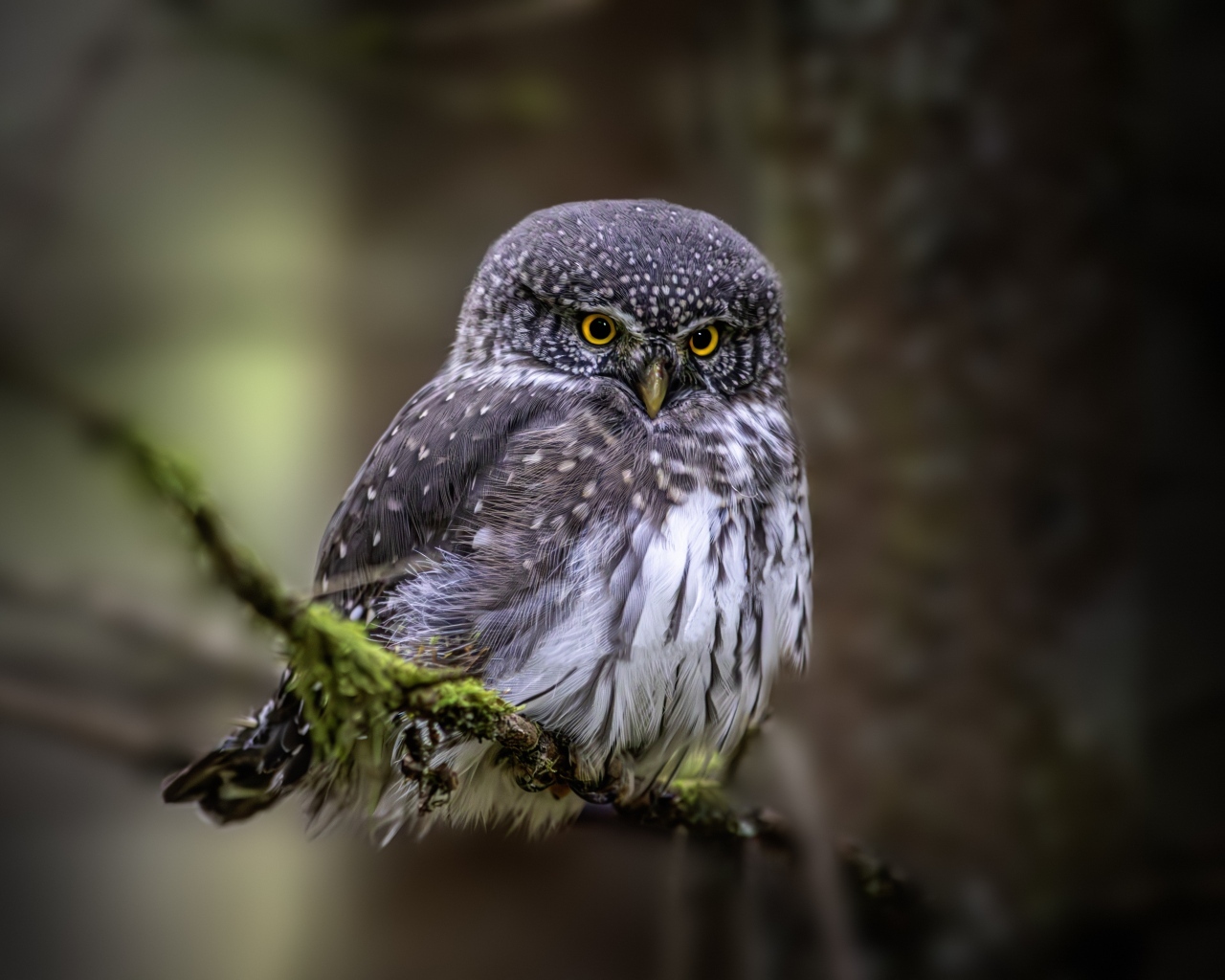 Евразийская карликовая сова сидит на ветке