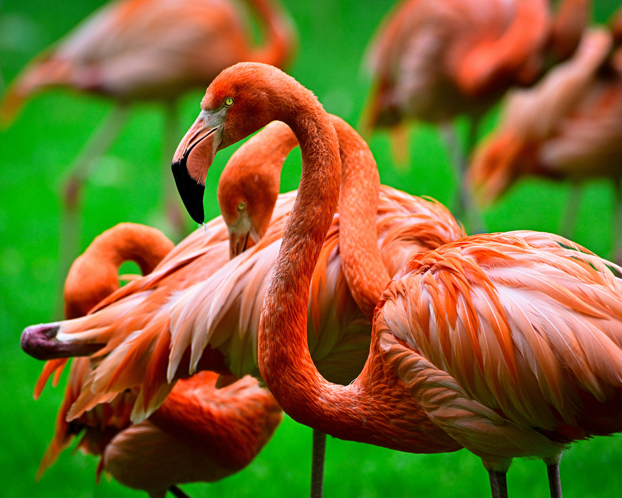 Стая розовых фламинго крупным планом