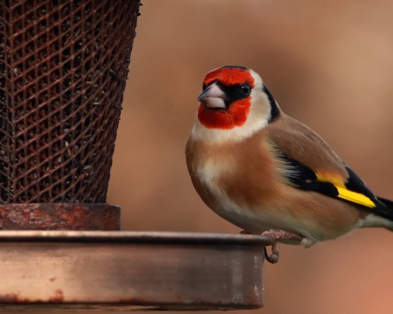 Птица щегол у кормушки