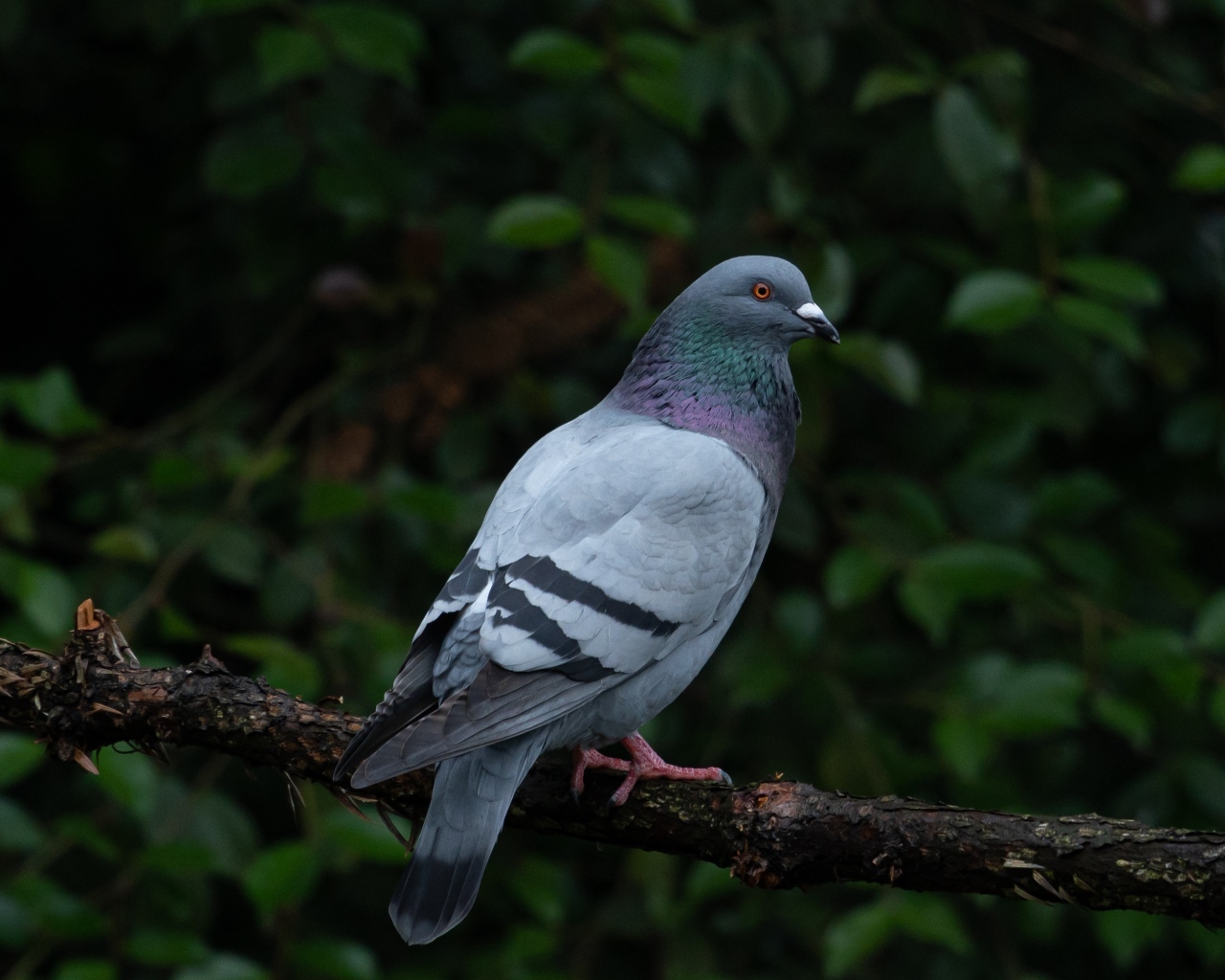 Серый голубь сидит на ветке дерева