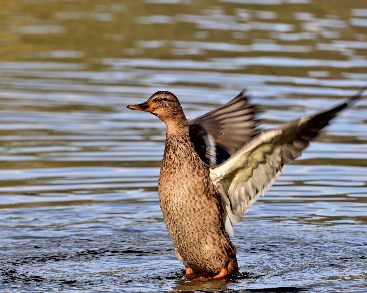 Серая утка расправила крылья в воде