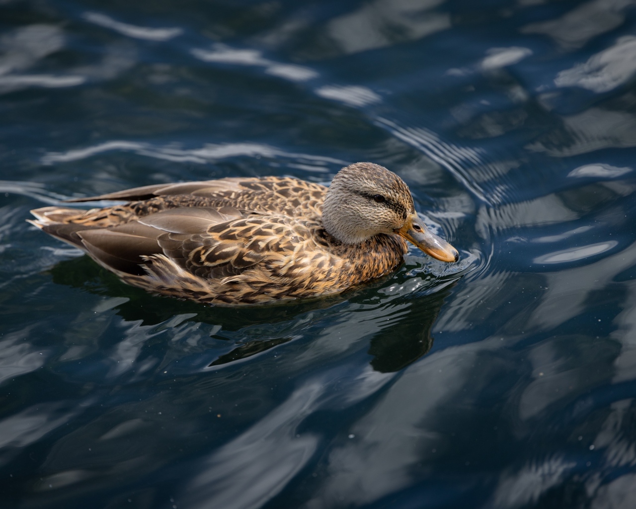 Серая утка плавает в спокойной воде