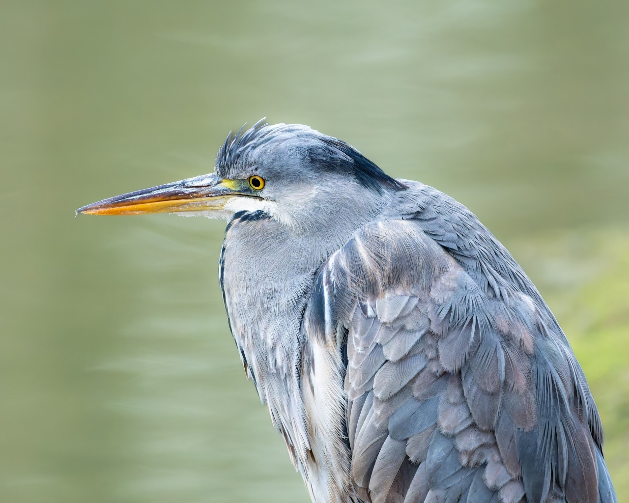 Серая цапля охотится у водоема