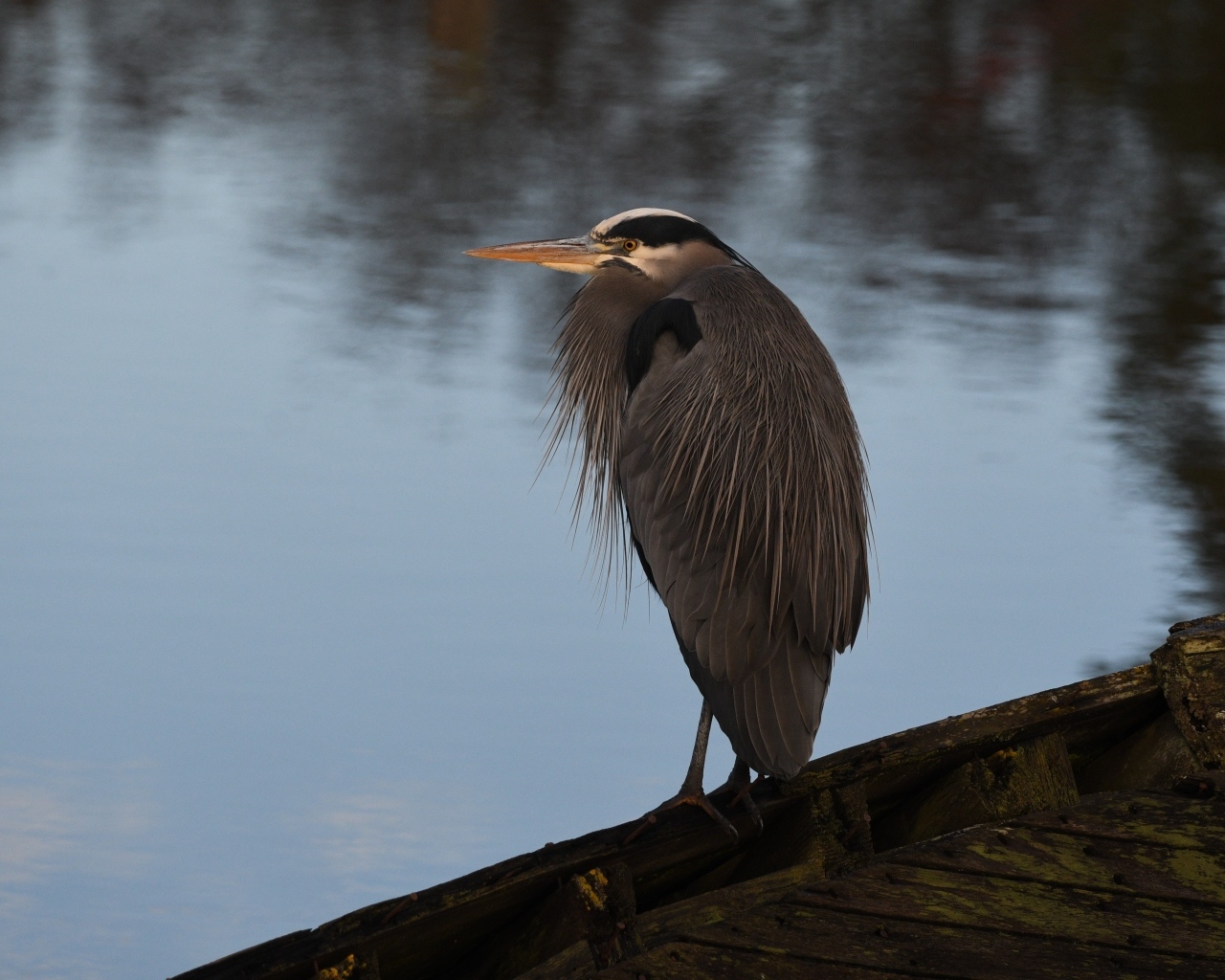 Серая цапля сидит у воды