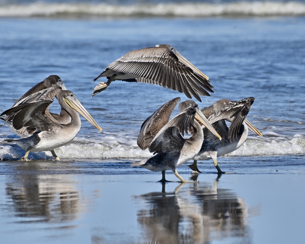 Серые пеликаны идут по мокрому песку