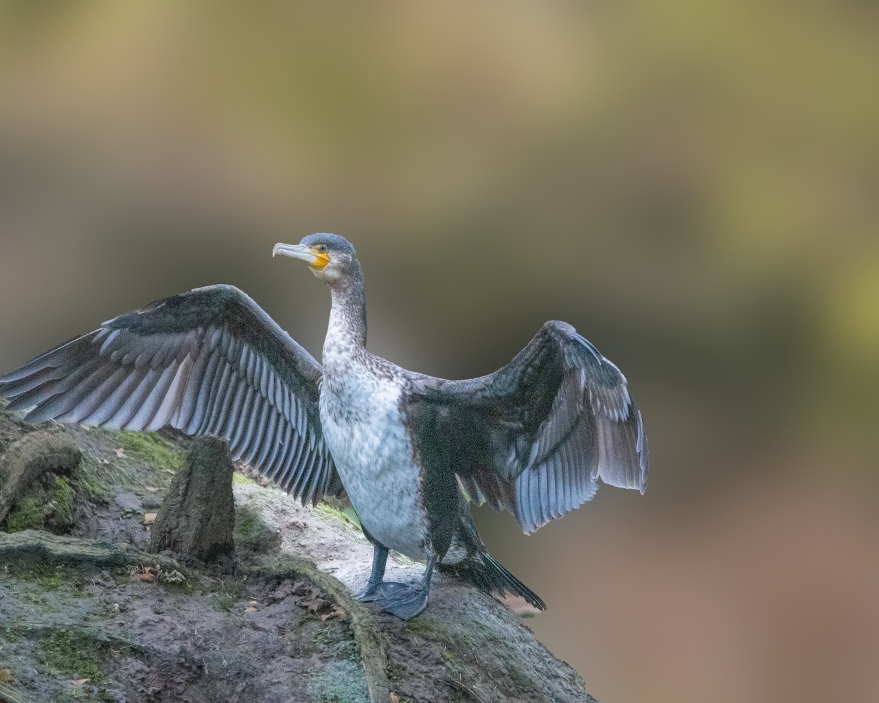 Большой черный баклан взлетает с камня
