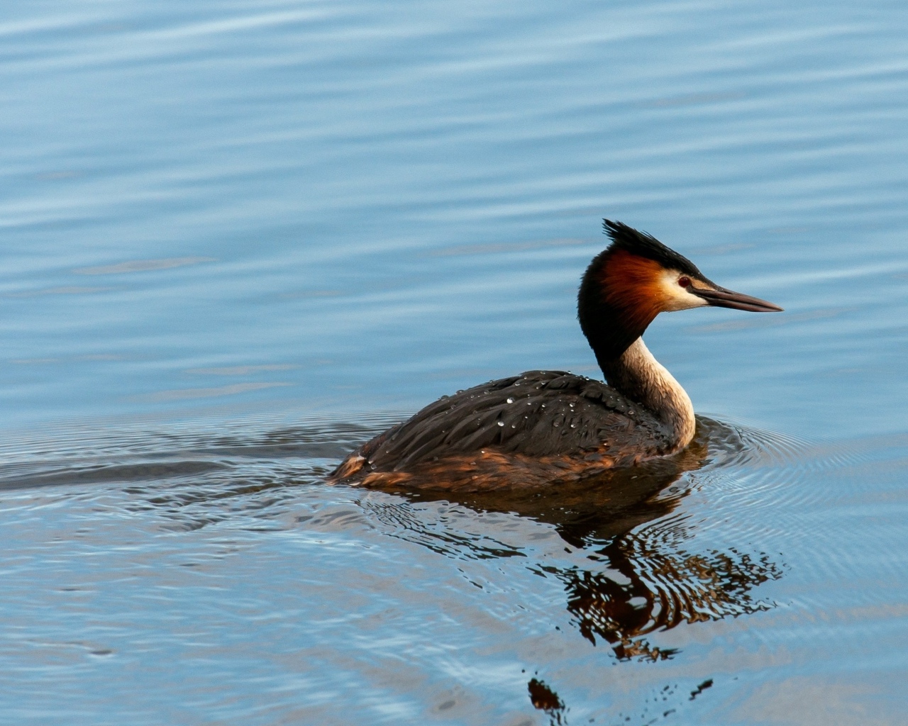 Большая хохлатая поганка плавает в пруду