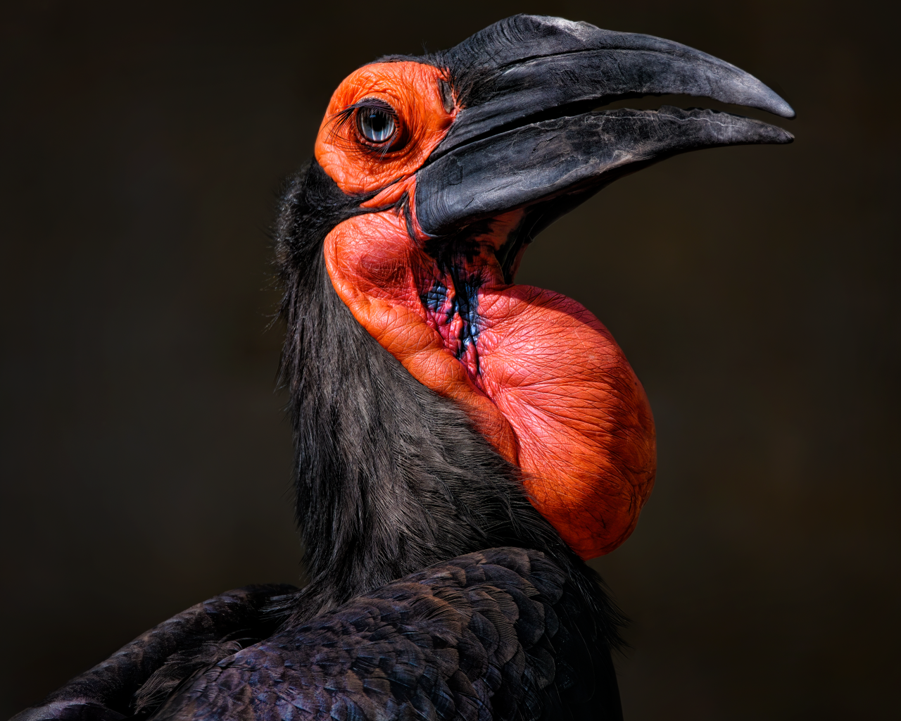 Большая птица калао на черном фоне