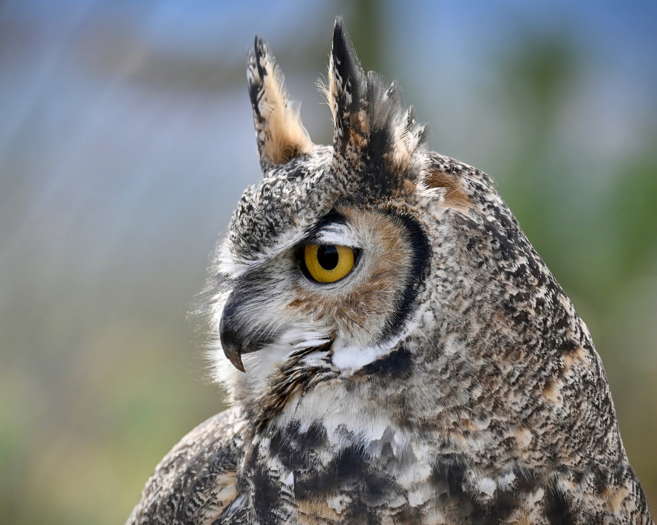 Большая рогатая сова