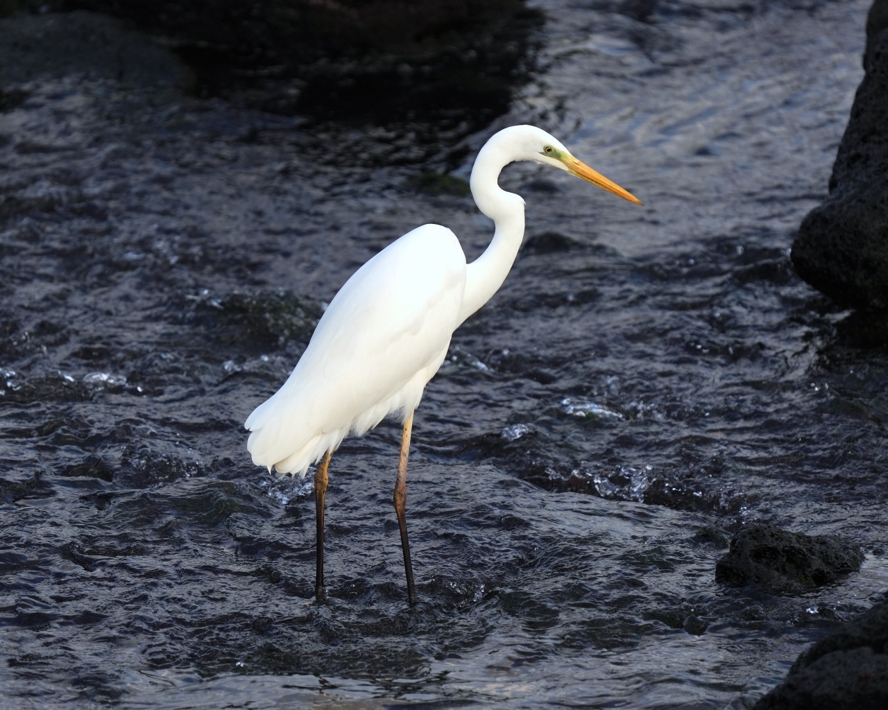 Большая белая цапля стоит в воде