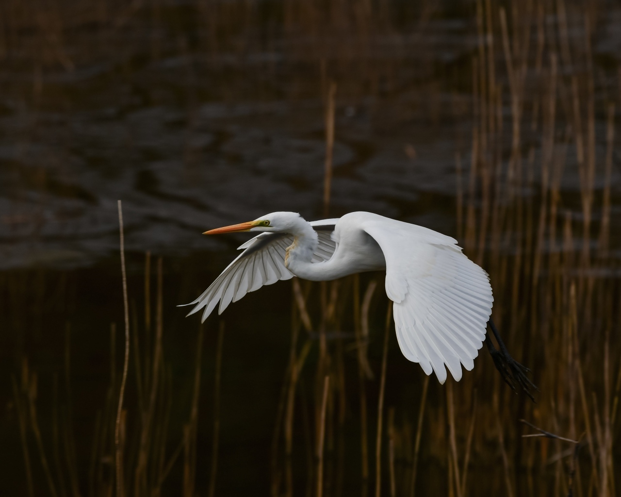 Большая белая цапля летит над водой