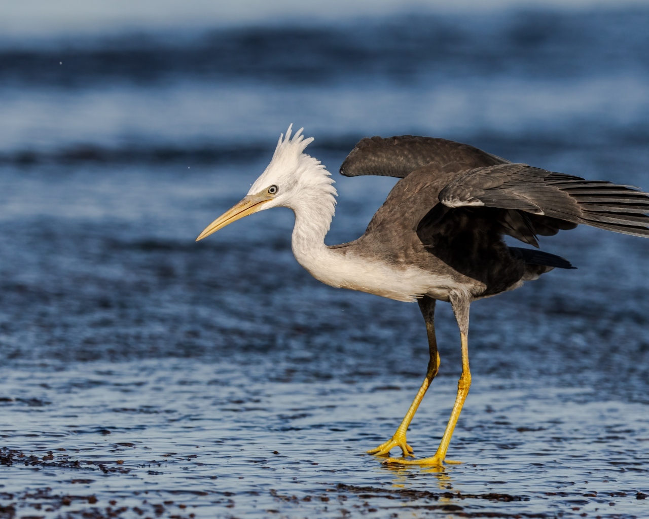 Большая цапля на мокром асфальте