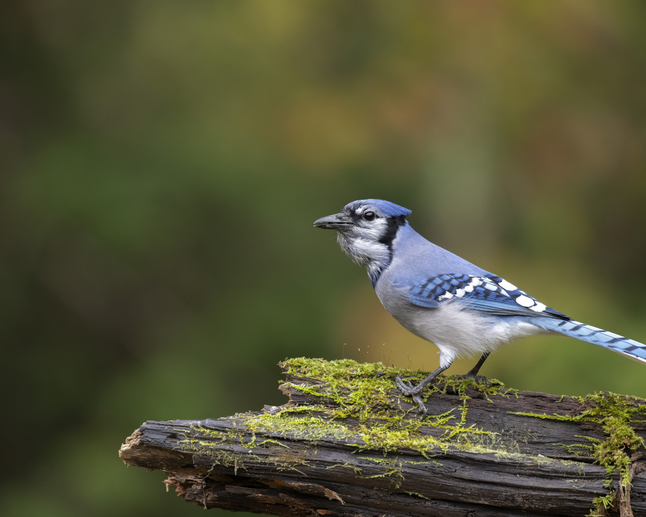 Большая сойка сидит на ветке дерева 