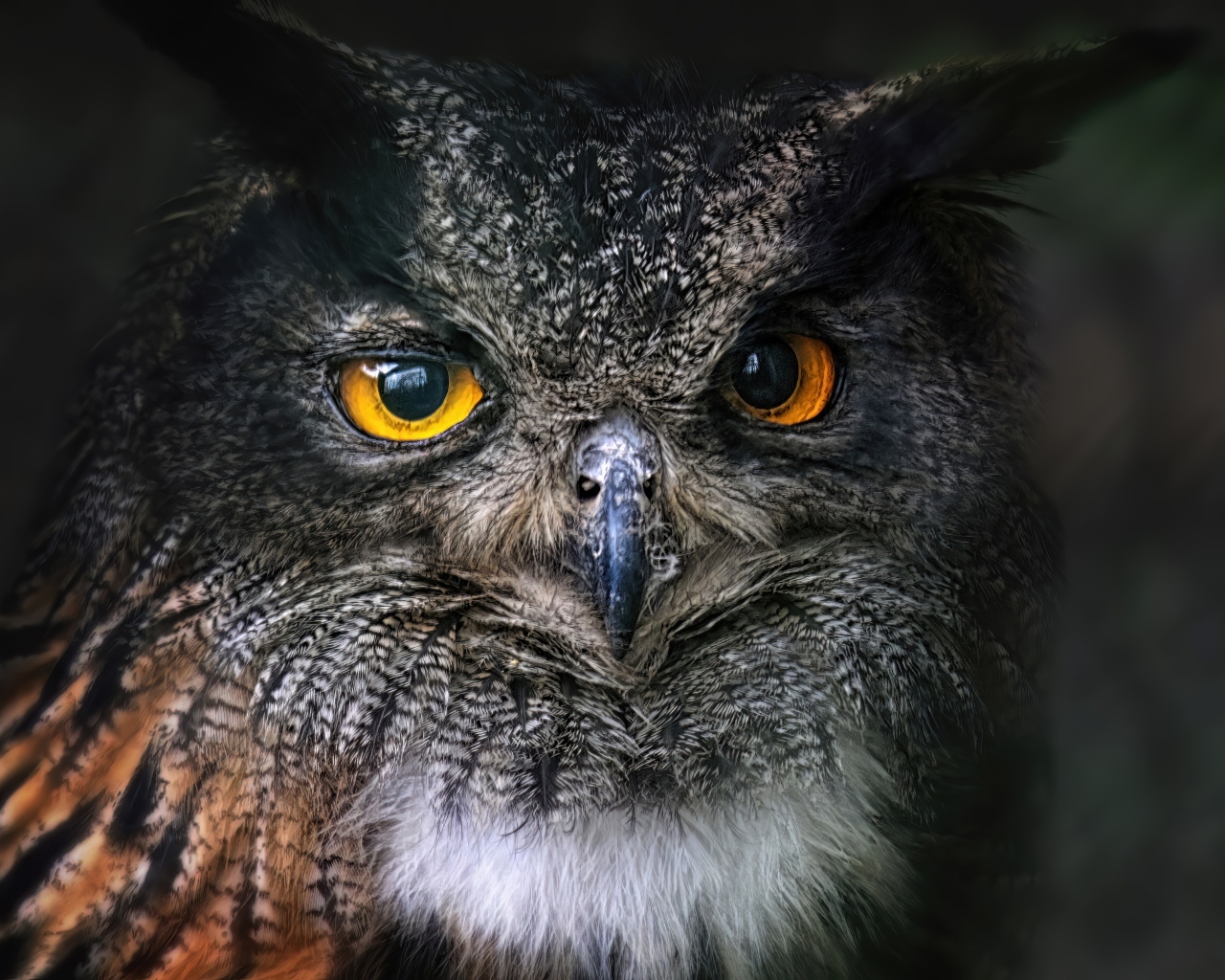 Большая ушастая сова с желтыми глазами