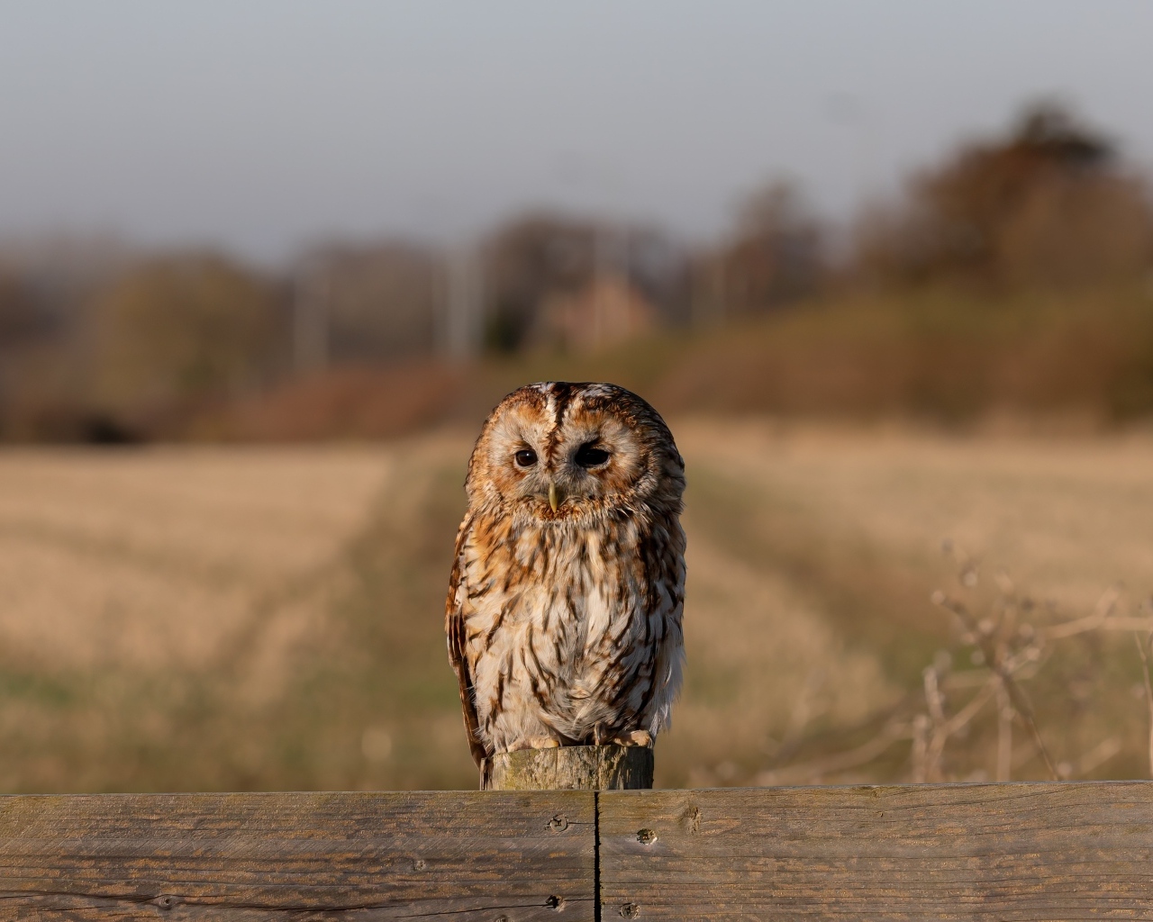 Большая неясыть сидит на заборе