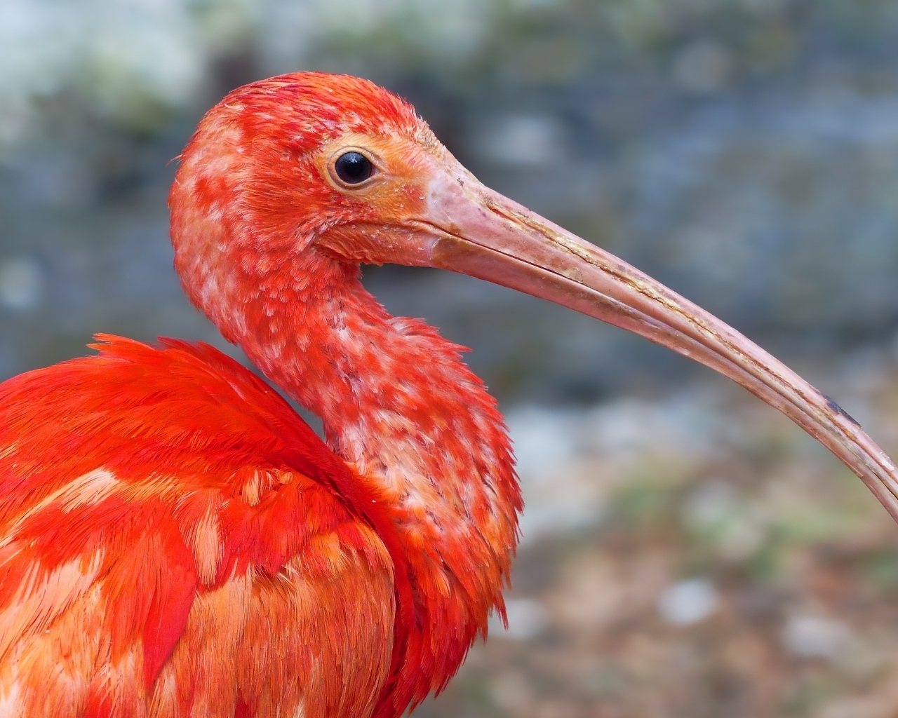 Большой розовый ибис крупным планом