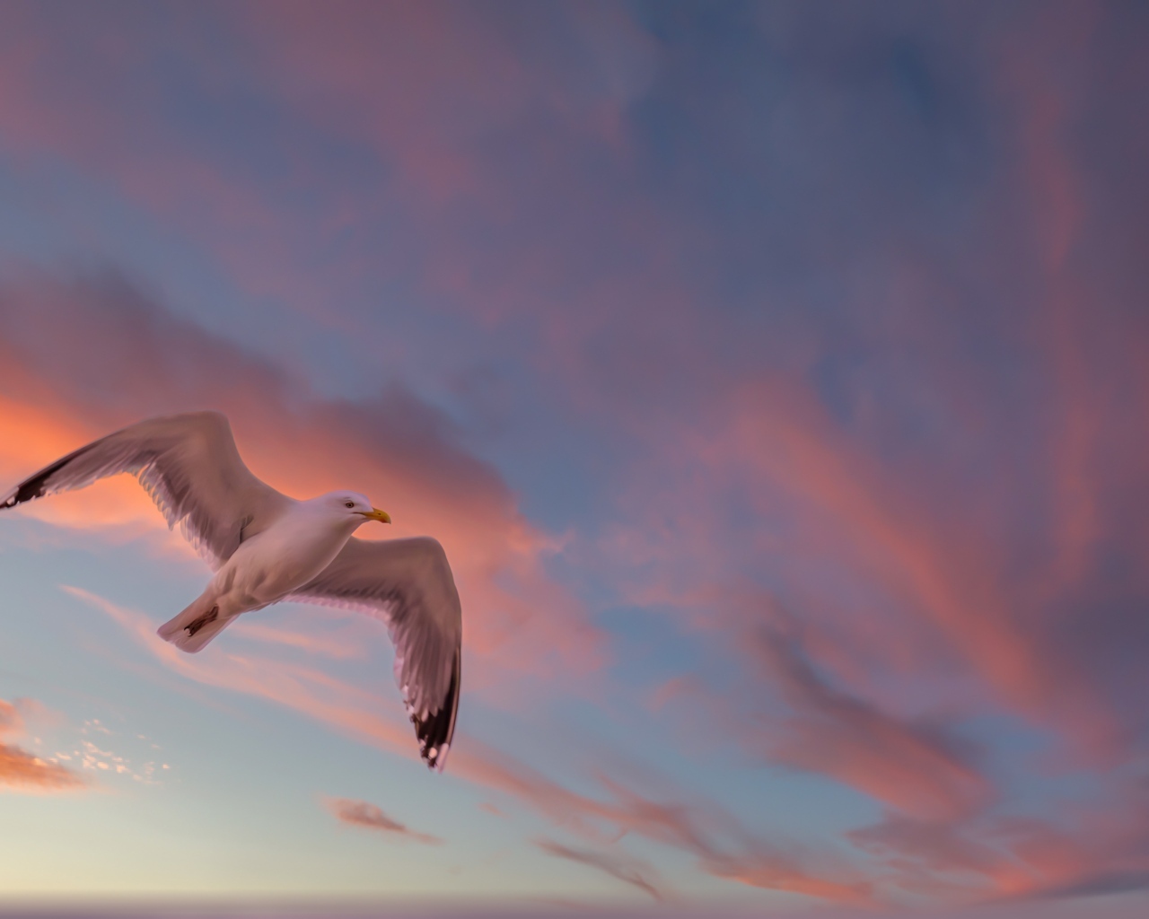 Большая белая чайка в небе на закате