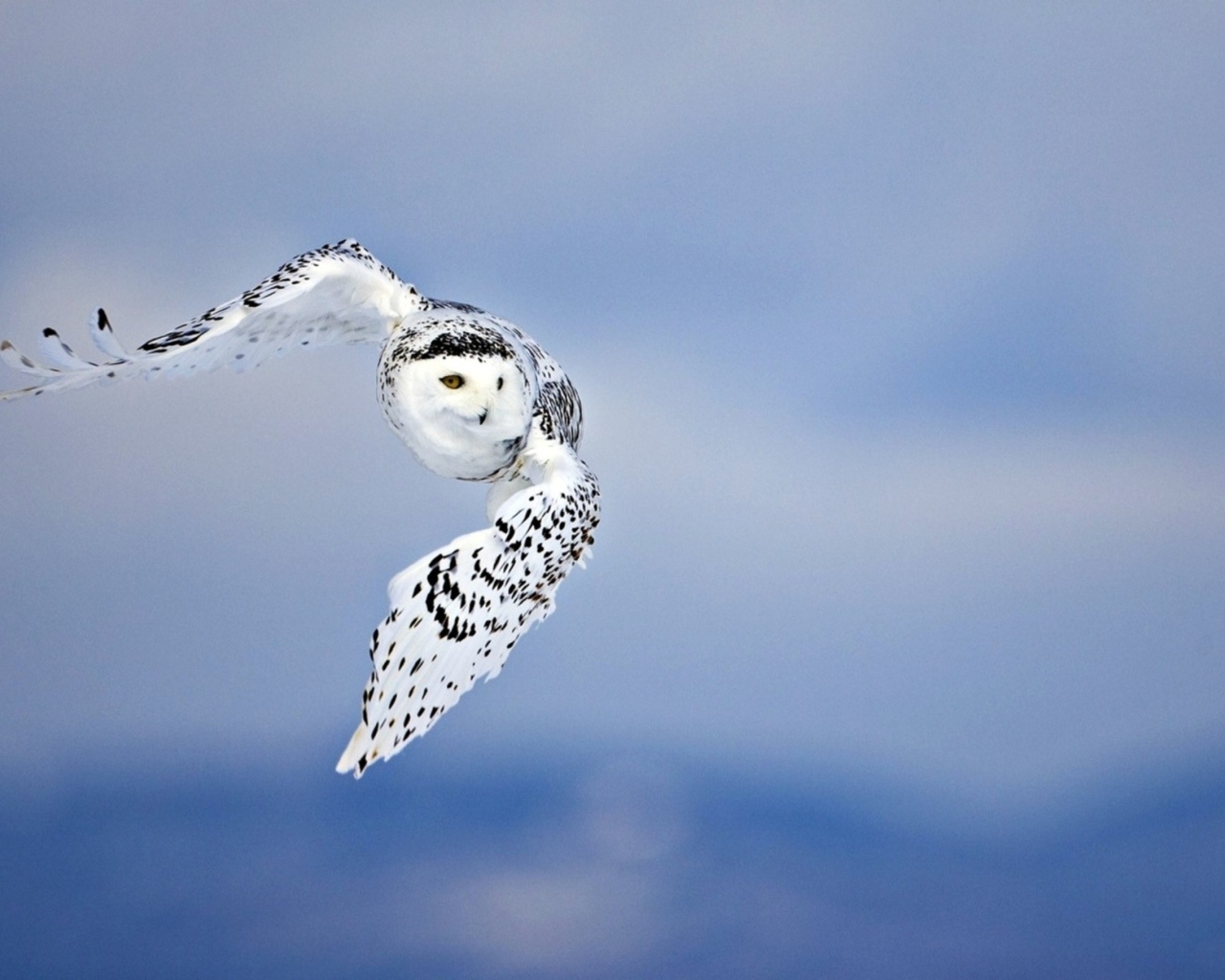 Большая белая сова с черными пятнами в воздухе