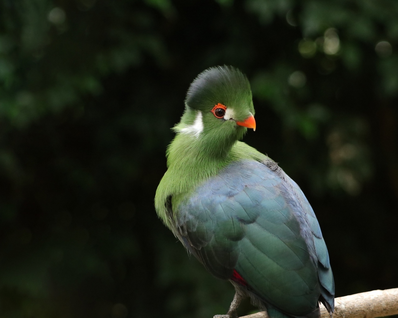 Зеленый белощекий турако на ветке