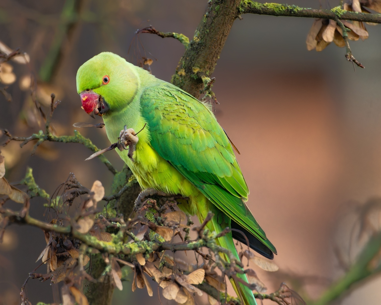 Зеленый попугай сидит на ветке дерева