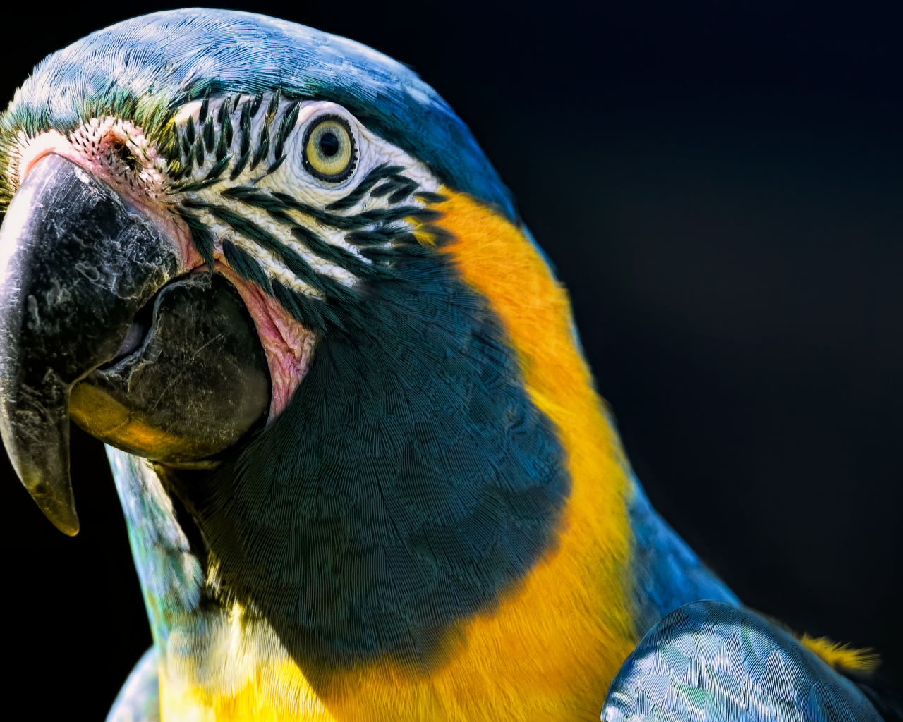 Голова большого синегорлого ары