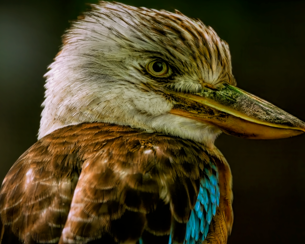 Голова птицы кукабарра крупным планом