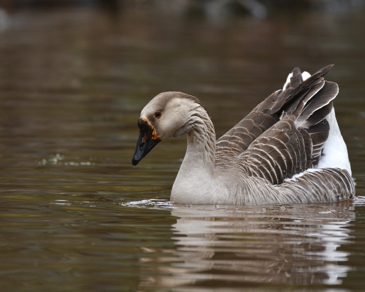 Большой серый домашний гусь плавает в воде