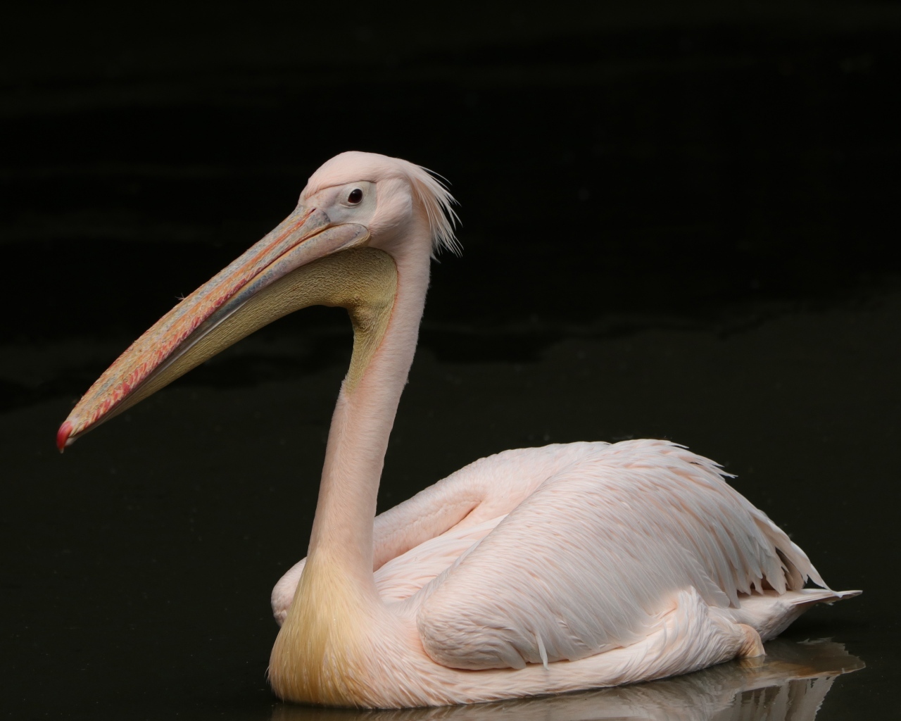 Большой розовый пеликан на черном фоне