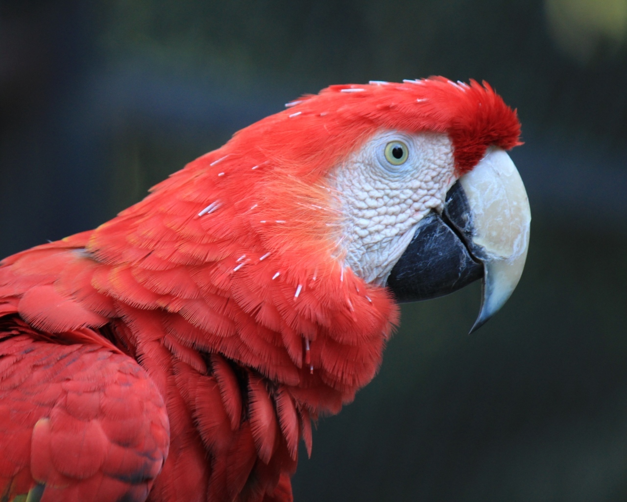 Большой красный попугай ара