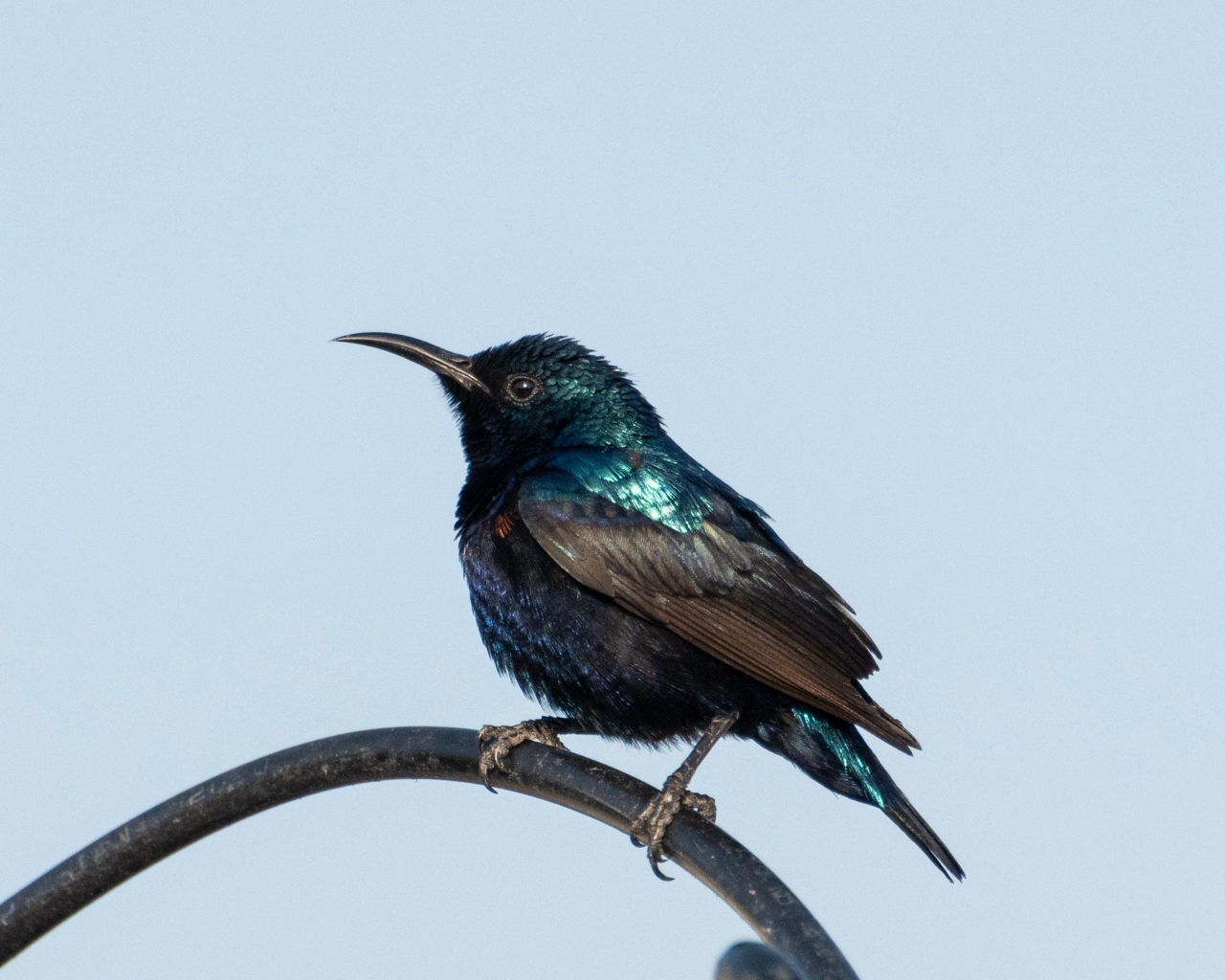 Маленький черный дрозд сидит на ветке 