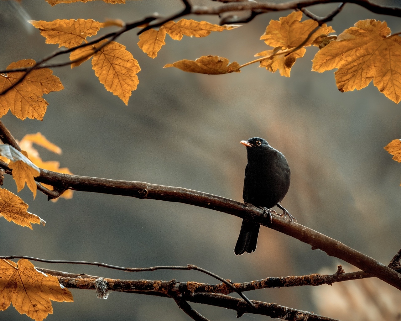 Маленький черный дрозд сидит на ветке дерева