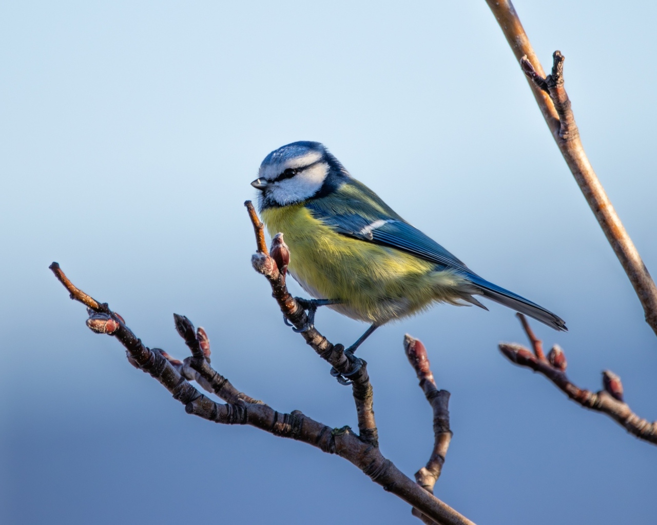 Маленькая  лазоревка на ветке