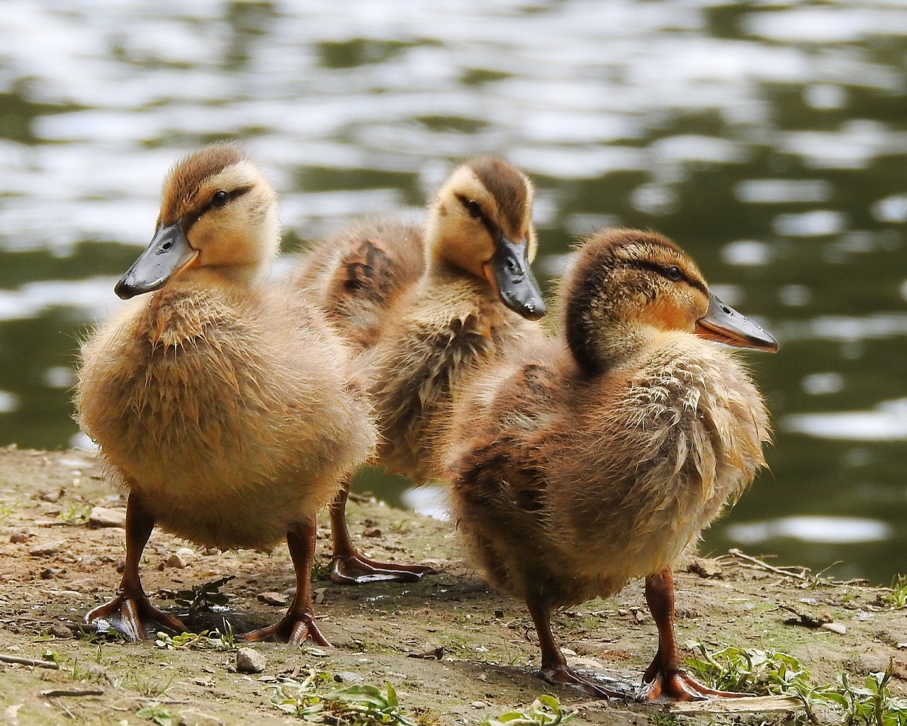 Маленькие утята на берегу у воды
