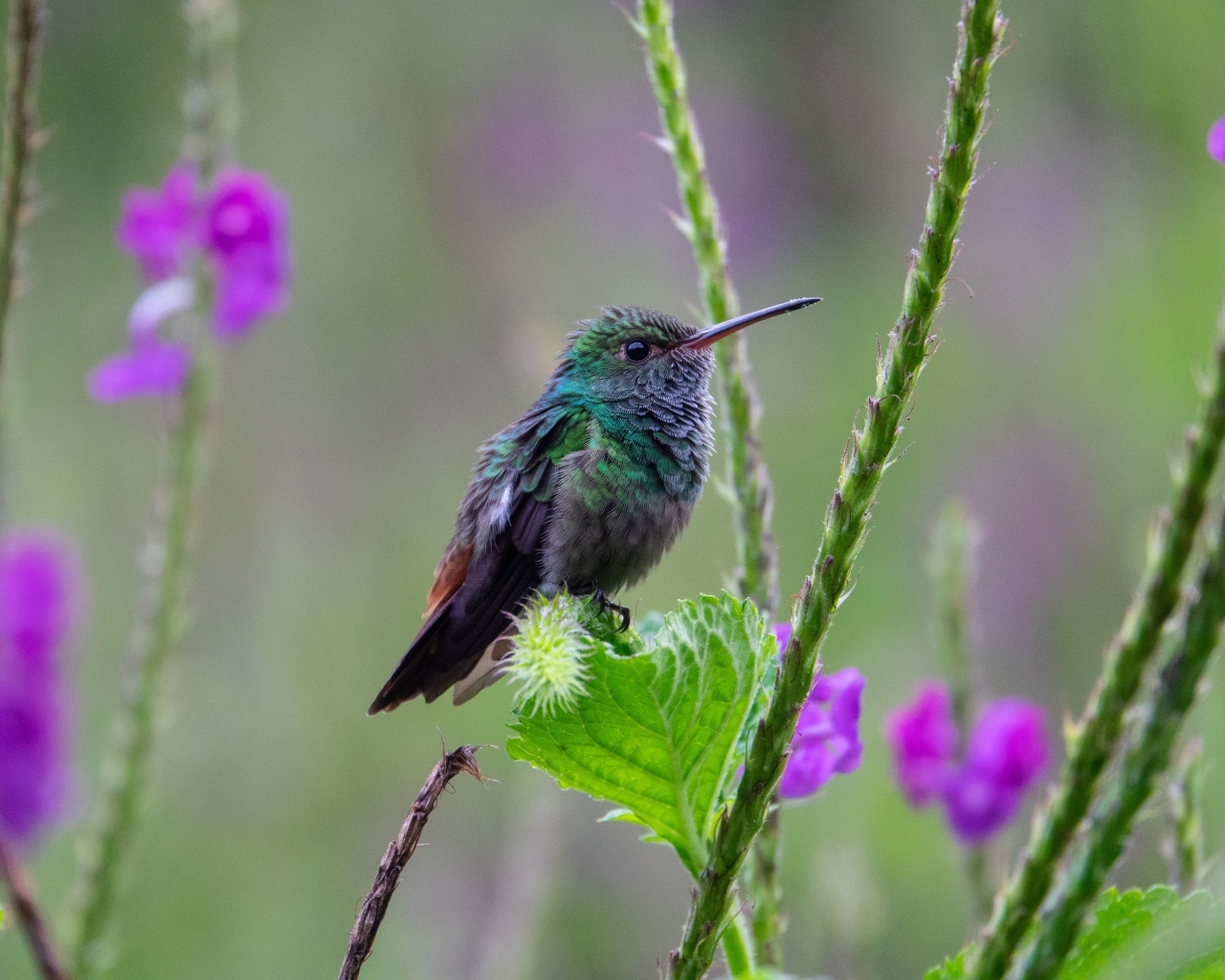 Маленькая зеленая птица колибри сидит на листке