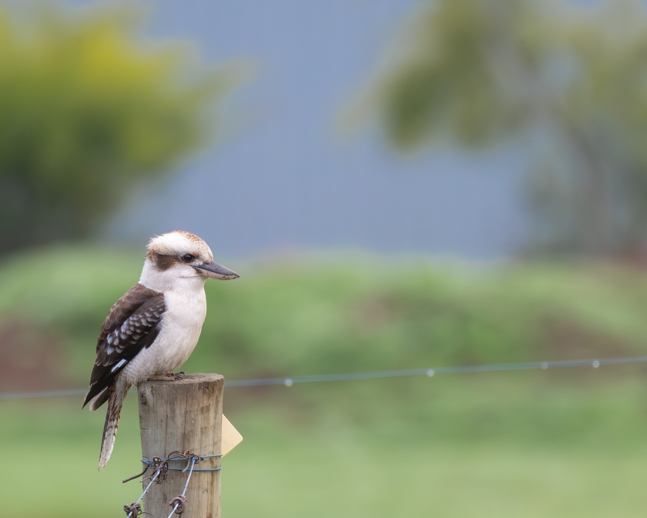Маленькая кукабарра сидит на столбе