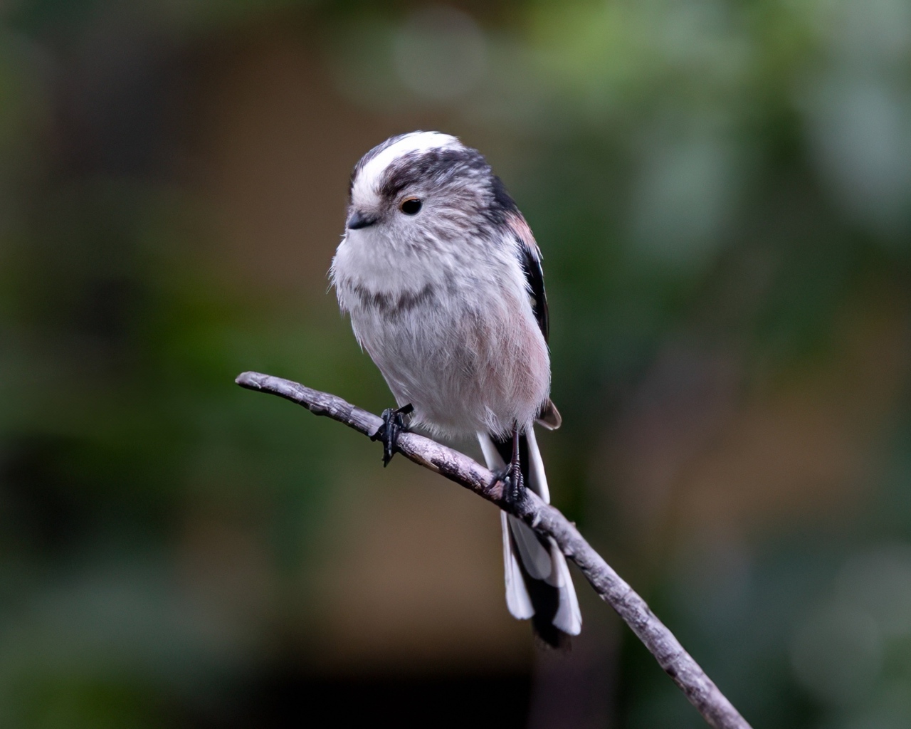 Маленькая длиннохвостая синица на ветке