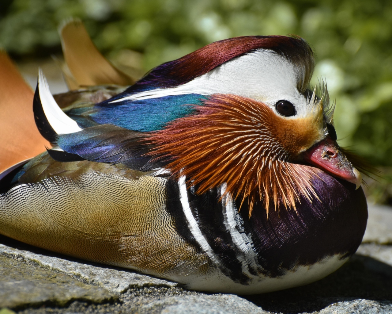 Маленькая утка мандаринка сидит на камне