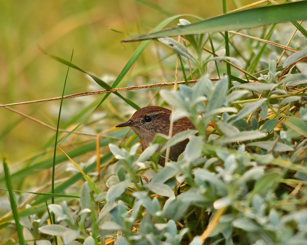 Маленькая иволга прячется в зеленых листьях