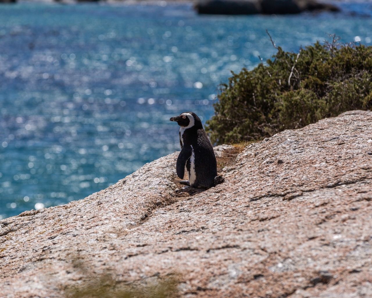Маленький пингвин стоит на камне у воды