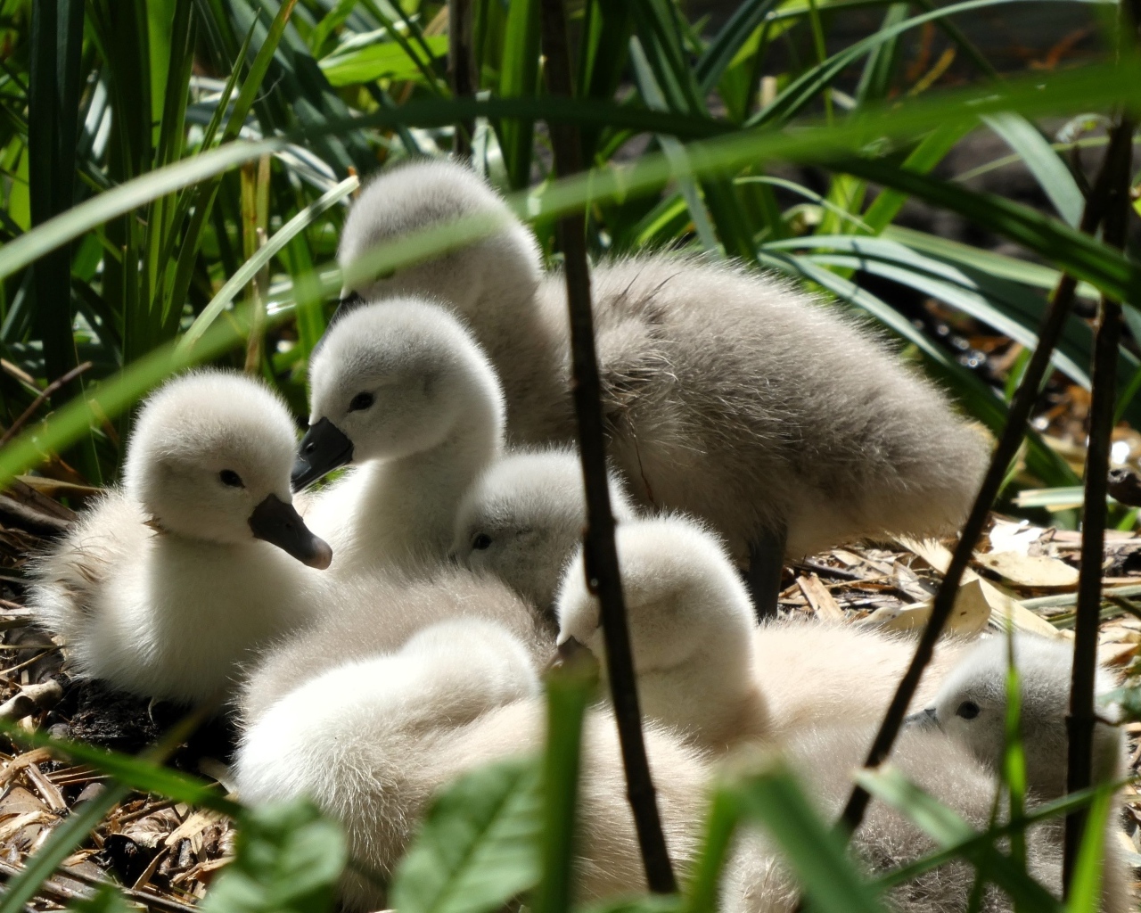 Маленькие птенцы лебедя в гнезде