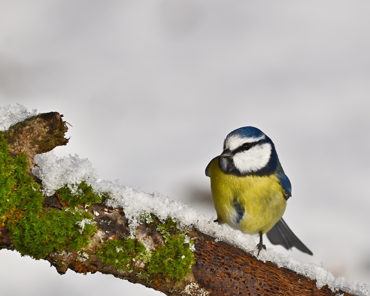 Маленькая синица на заснеженной ветке