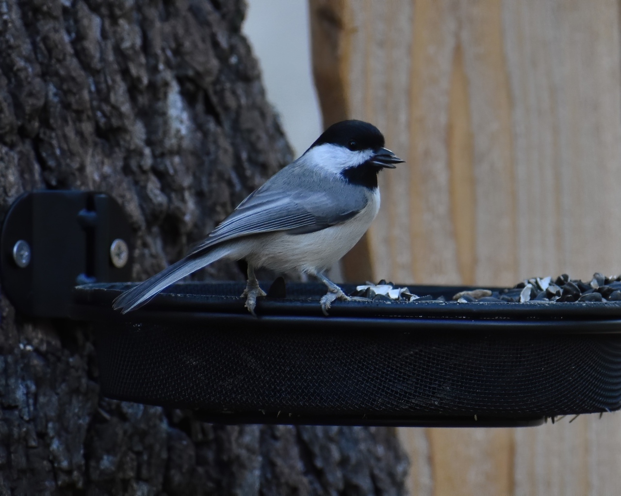 Маленькая синичка в кормушке с семечками