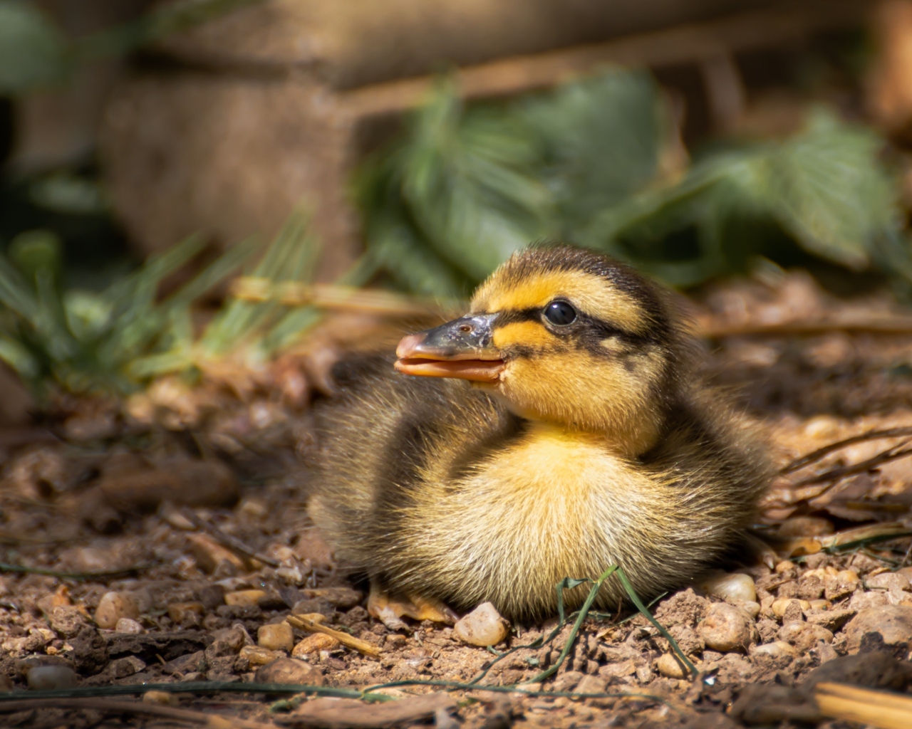 Маленький дикий утенок прячется в тени 